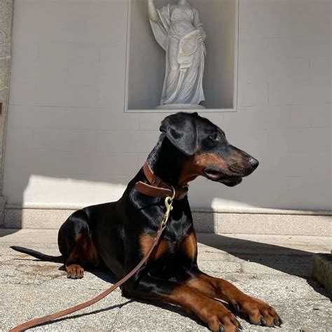Doberman With Uncropped Ears: The Truth About Ear Cropping