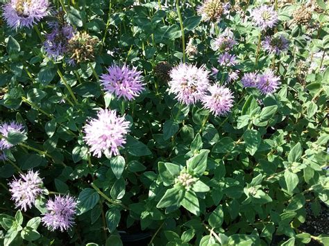 Monardella villosa 'Russian River' - Linda Vista Native Plants