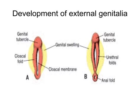 Embryology of the urogenital system | PPT
