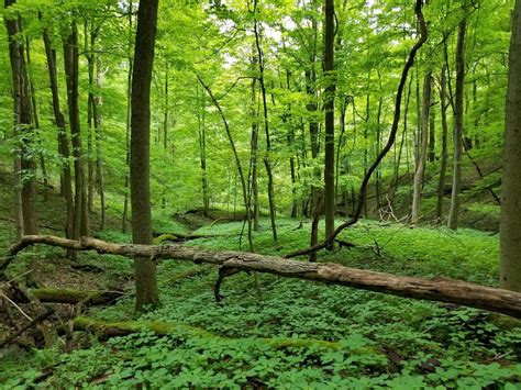 Recognition of Elizabeths Woods- Monongalia County, WV, Toms Run ...