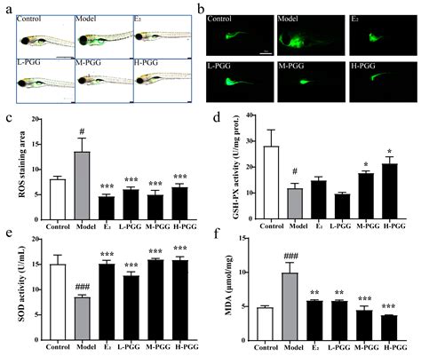 Antioxidant 1,2,3,4,6-Penta-O-galloyl-β-D-glucose Alleviating Apoptosis ...