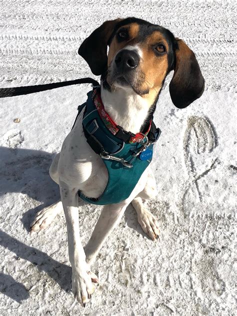 Contact Us — Windham County Humane Society