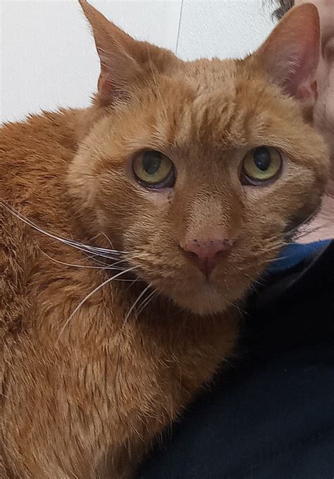 BOILING SPRINGS ANIMAL HOSPITAL - Boiling Springs PA - Hours ...