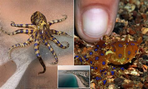 Blue-Ringed Octopus Venom 的图像结果