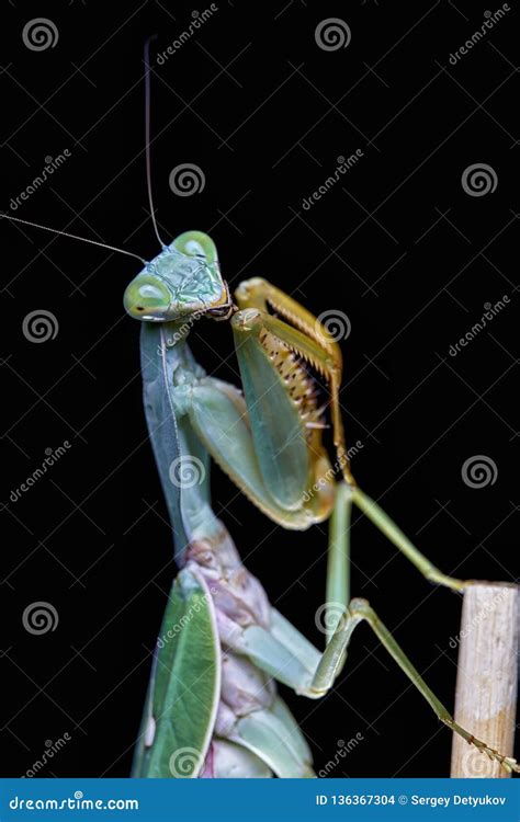 Giant Malaysian Shield Praying Mantis Rhombodera Basalis Resting on a ...