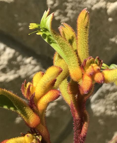 Kangaroo Paw | Central Texas Gardener