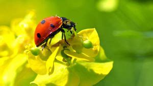 Ladybug wallpapers hd, desktop backgrounds, images and pictures