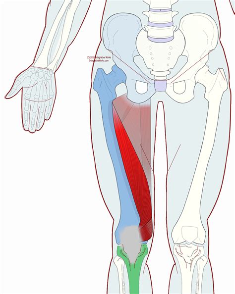 Vastus Medialis - Functional Anatomy - Integrative Works