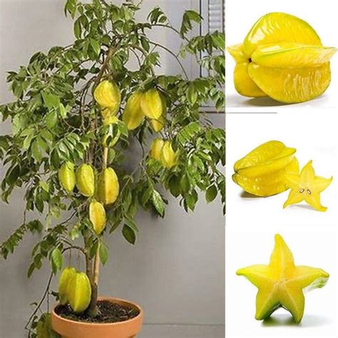 Creative Farmer Live Plant Star Fruit Chathurappuli Pleasantly Aromatic ...
