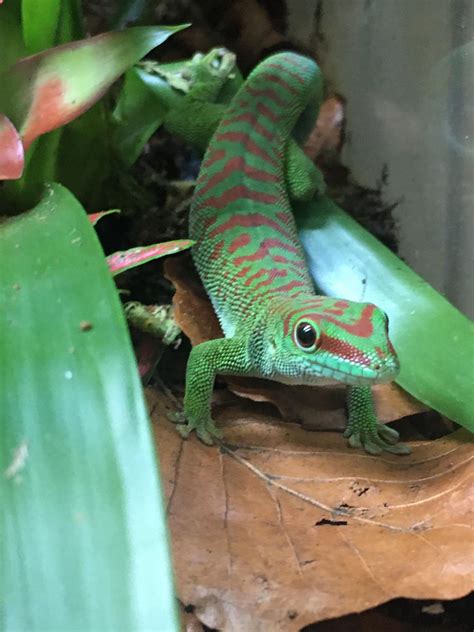 My giant day gecko Billy : r/geckos