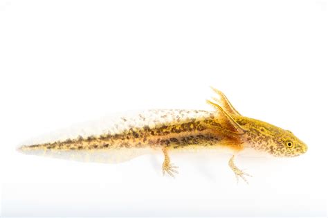 Tiger Salamander Larvae Eastern Tiger Salamander (Ambystoma Tigrinum)
