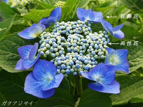 Image result for Alien Decoder