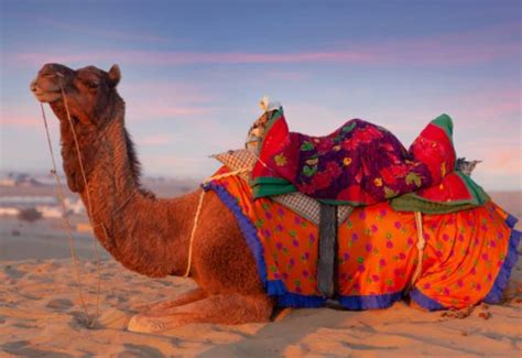 India's Camel Wonders: 2024 Edition!