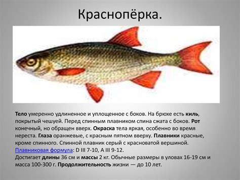 Красноперка. Описание, повадки, питание и размножение
