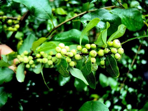 Bharat Herbs Care Commiphora Mukul, Guggal, Guggul - Plant (1 Healthy ...