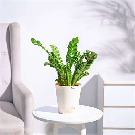 UGAOO Cobra Fern Natural Live Indoor Plant with Pot - Medium : Amazon ...