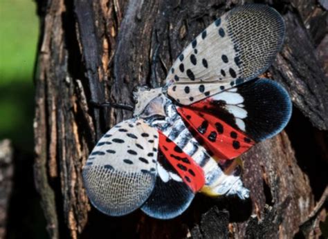 Spotted lanternfly makes its way into a 4-H entry in Kansas, setting ...