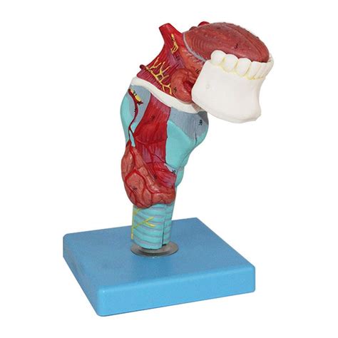 Xiezi Human Anatomical Model Human Throat Larynx With Trachea Tongue ...