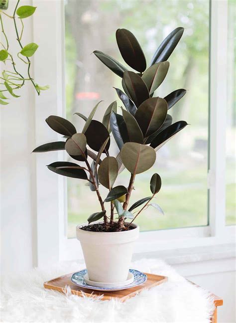 What Are The Uses Of Rubber Plant at Terri Whobrey blog