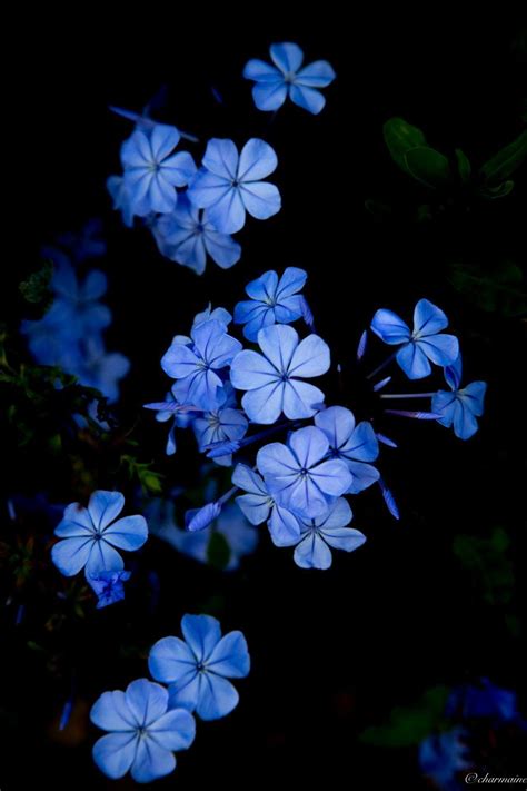 Dark Blue Flower Wallpapers - Top Free Dark Blue Flower Backgrounds ...