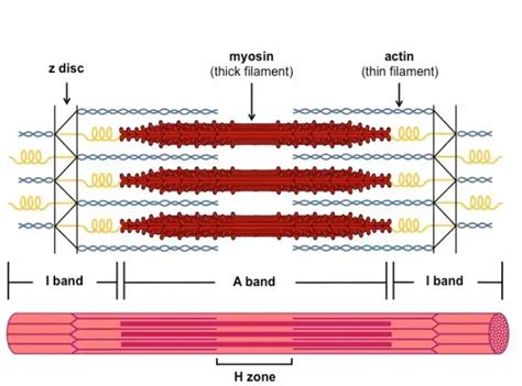 structure of skeletal muscle in biology: Definition, Types and ...