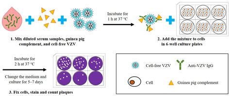 Current Methods for the Detection of Antibodies of Varicella-Zoster ...