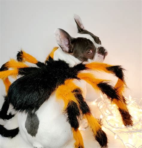 Adjustable Spider Dog Costume - Halloween Pet Outfit - Etsy