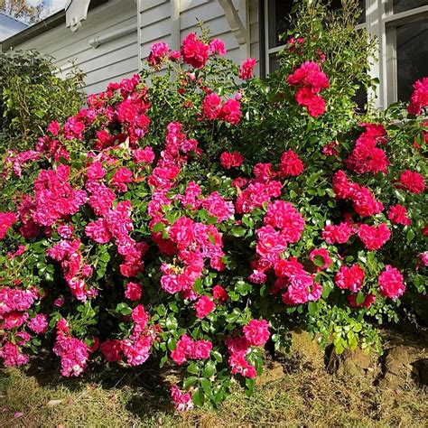 Flower Carpet Pink Supreme Rose Flower Carpet Roses "The Rose In The