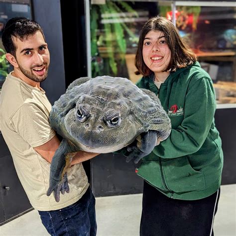 How Big Do Frogs Get? - by Natan Slifkin