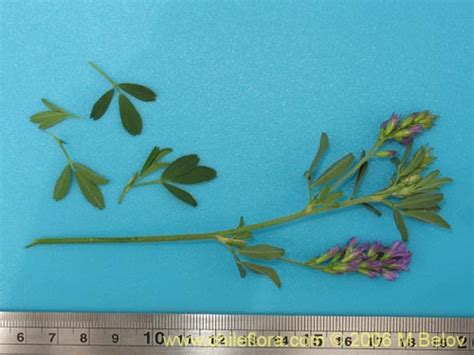 Yonca (Medicago ssp.) Yetiştiriciliği - Page 2 - agaclar.net