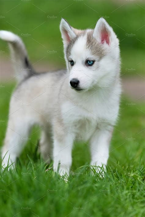 Siberian husky puppy | High-Quality Animal Stock Photos ~ Creative Market