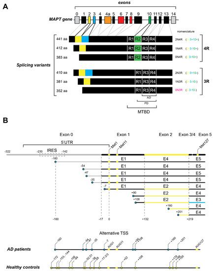 Tau mRNA Metabolism in Neurodegenerative Diseases: A Tangle Journey