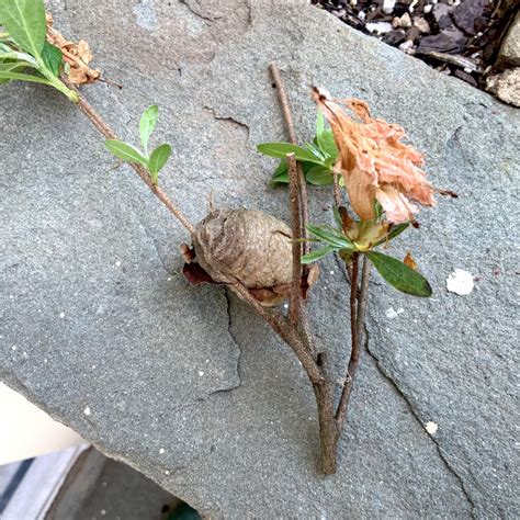 Found a Praying Mantis egg case while trimming the azalea, moved it ...
