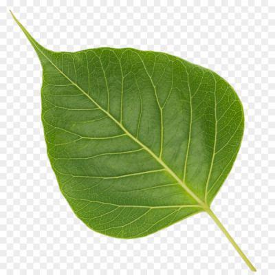 Peeple8832 - Pngsource