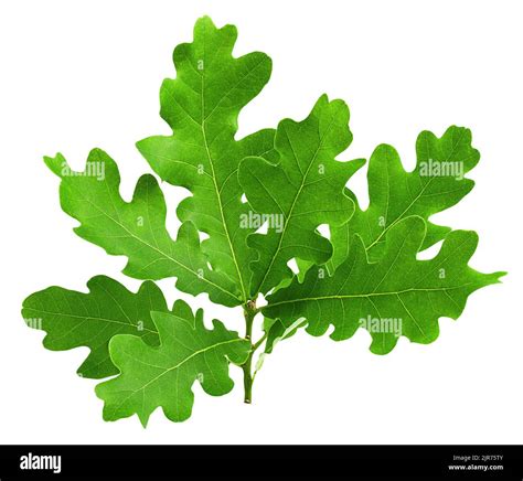 White oak leaf hi-res stock photography and images - Alamy