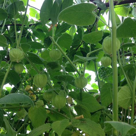 Growing and caring for Physalis peruviana - aka Cape Gooseberries