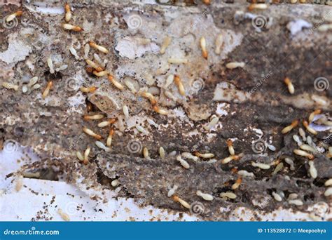 Termites Eating wood. stock photo. Image of material - 113528872