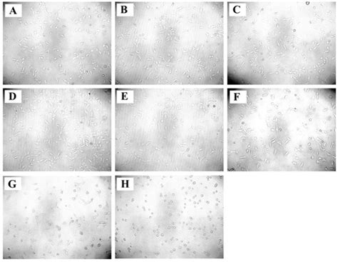 Mechanistic Insights into the Anticancer Potential of Asparagus ...