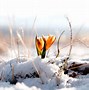 Image result for Spring Flowers Snow
