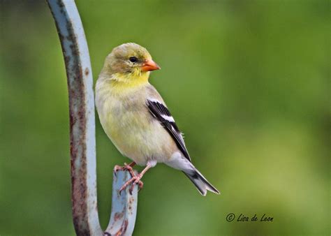Birding with Lisa de Leon: Small Yellow Birds In Newfoundland