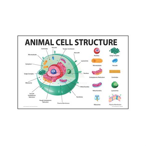 Cell Structure Chart 的图像结果