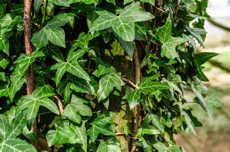 English Ivy: Plant Care & Growing Guide