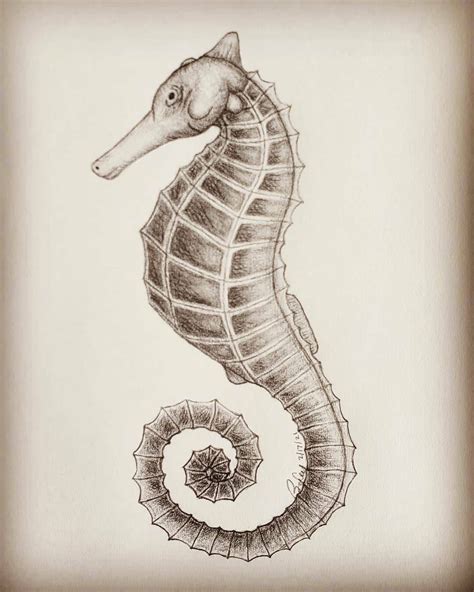 Made-to-order Seahorse Pencil Drawing Sketch - Etsy