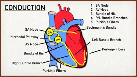 Cardiac Conduction System - Mechanism Behind Every Heartbeat