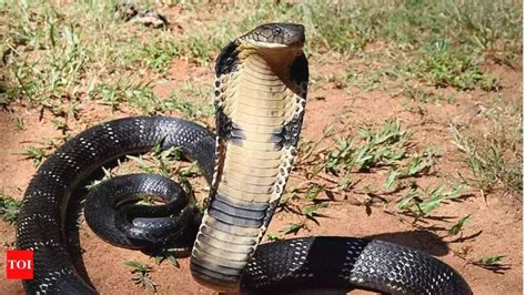 Male vs female king cobras: From size, behaviour to fatality risk; key ...