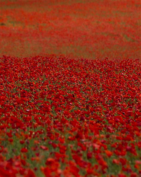 Sea of Poppies by Mark Dargan on 500px | Floare, Maci, Fotografie