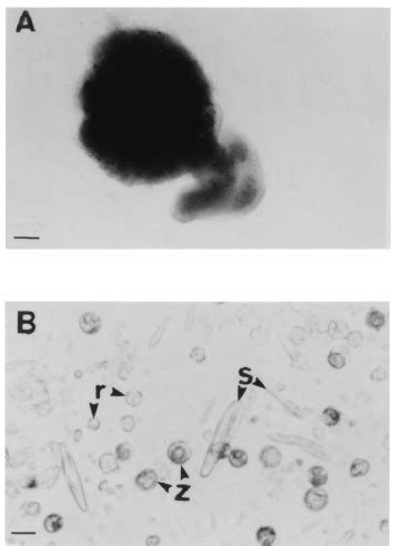 Cell Type 的图像结果