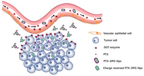 A γ-Glutamyl Transpeptidase (GGT)-Triggered Charge Reversal Drug-Delivery System for Cervical ...