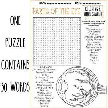 PARTS OF THE EYE coloring & word search puzzle worksheets activities