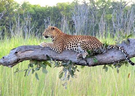 Wildlife In Botswana